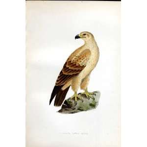  Cullens Tawny Eagle Bree H/C 1875 Old Prints Birds
