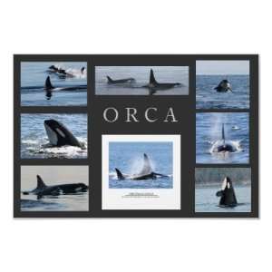  Orca Whale Collage Poster Killer Whales