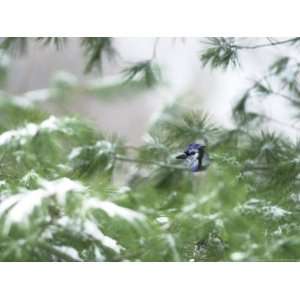  A Bluejay Peeks out from Snowy Pine Branches Premium 