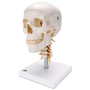    Human Skull on Cervical Spine   4 part