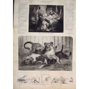  Medicine Marie Lions Lion Dog Rebus Advert Print 1858 