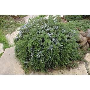  Huntington Carpet Rosemary Plant   Inside or Out   Potted 