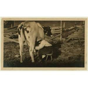  Photo Eight year old Jack milking the cows. See Hine 