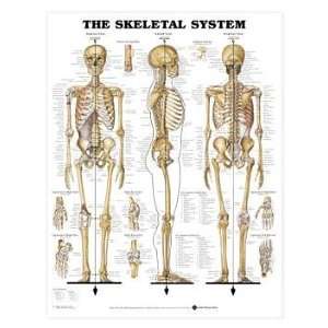  Human Skeletal System Chart 3 Dimensional