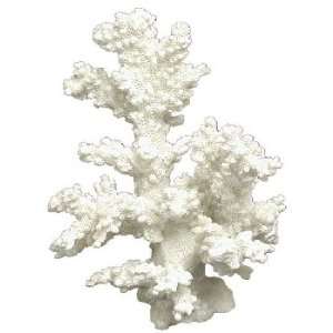 Branch Coral   Natural