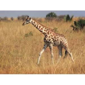  Giraffe, Murchison Falls Conservation Area, Uganda, Africa 