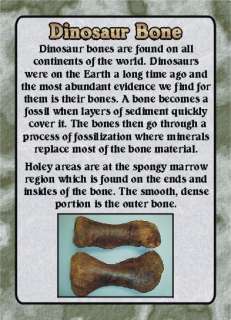 Fossil w/Collector Card   Dinosaur Bone Chunk  