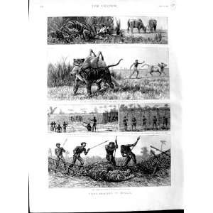  1891 Tiger Netting Hunting Bengal Spearmen Cow Natives 