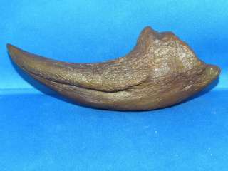   dinosaur museum quality fossil claw replica 9 inches long Jurassic
