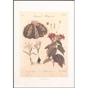  Botanicals Poster Print