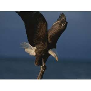  A Northern American Bald Eagle Lands on a Piece of 