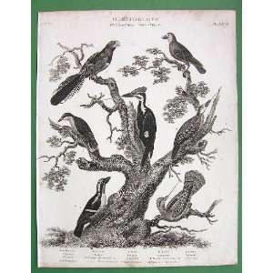 BIRDS Ornithology Woodpeckers Wryneck Caruci Barbet Nuthatch   1811 