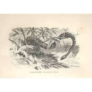  Boiguacu & Anacondo 1862 WoodS Natural History Snakes 