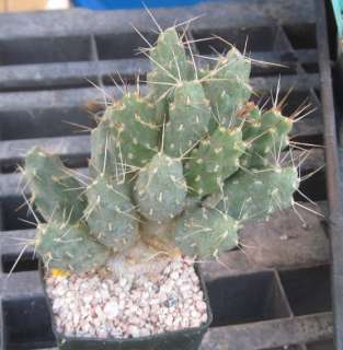 Tunilla soehrensii Rare Argentina Prickly Pear 40  