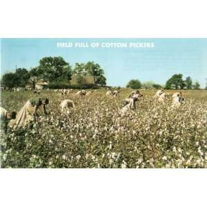  FULL OF COTTON PICKERS, C10668, Scenic South Card Co., Bessemer, Ala