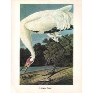  Whooping Crane (8 1/2 by 11 1/2 Color Print) Everything 