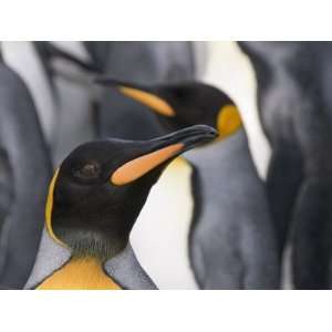 King Penguins, St. Andrews Bay, South Georgia, South Atlantic Animal 