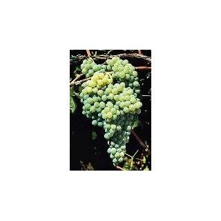  grape vine trellis