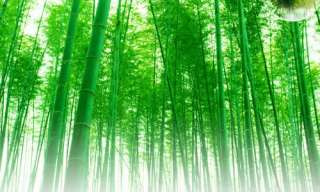 String Bamboo / Gigantochloa Apus~~~~~15 nice seeds  
