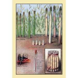 Exclusive By Buyenlarge Asparagus 28x42 Giclee on Canvas  