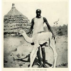  1924 Print Camel Calf Dwelling Darfur Sudan Africa Farming 
