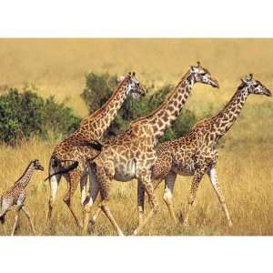 Animal Planet Giraffes 200 pc