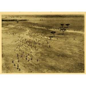  1935 Print Serengeti Great Migration Plain Wildebeest Herd 