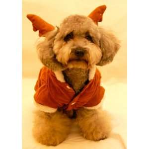 Reindeer Costume Small Size (S) for Pets & Dogs   Holidays 