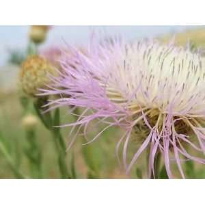  25 AMERICAN ROSE (Centaurea Aloha / American Starflower 