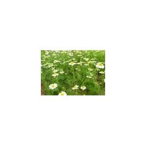  Todds Seeds   Herb   Chamomile, German Herb Seed, Sold by 