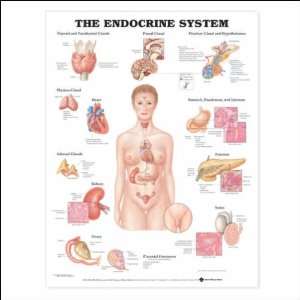  The Endocrine System Anatomical Chart 20 X 26 Health 