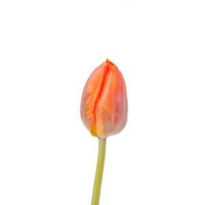 150 Tulips (3 Colors) Direct From Holland   Wholesale Pricing