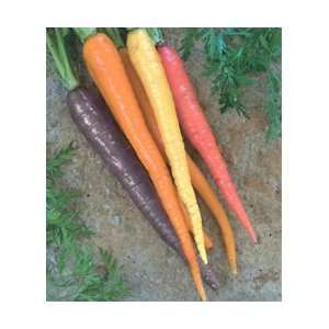  Organic Carnival Blend Carrot 300 + Seeds Patio, Lawn 
