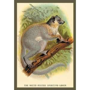 Exclusive By Buyenlarge The White Footed Sportive Lemur 24x36 Giclee 