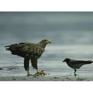  White Tailed Sea Eagle Eating a Fish as a Magpie Looks On 