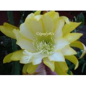  Epiphyllum Chiba Lovely Dawn Orchid Cactus Cutting 