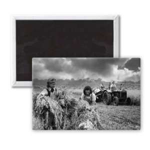 Harvesting oats   3x2 inch Fridge Magnet   large magnetic button 