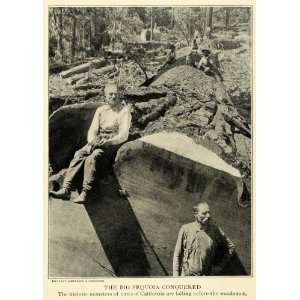 1914 Print Sequoia Tree CA. Lumberjacks Dendrology   Original Halftone 
