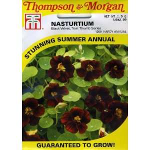  Thompson & Morgan 1209 Nasturtium Tom Thumb Black Velvet 
