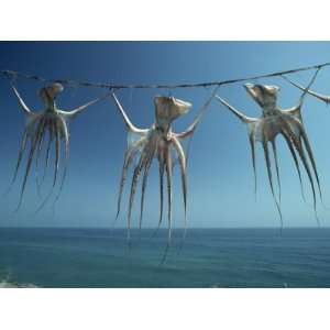  Octopi Hung Out to Dry, Nerja, Costa Del Sol, Andalucia 