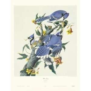  Blue Jay (Canv)    Print