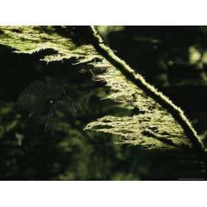 An Orb Weaving Spiders Web Below a Lichen Draped Tree Branch Premium 