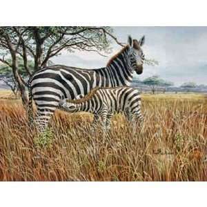 Zebra and Foal   Don Balke 