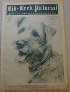   American Beauty 1928 Westminster Kennel Club Reject   Mutt Mongrel Dog
