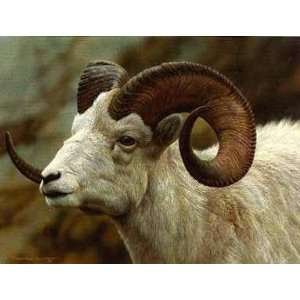  Carl Brenders   Dall Sheep Portrait Artists Proof