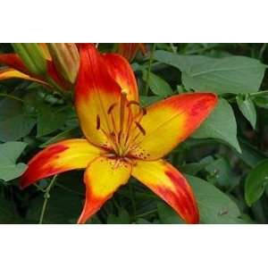  Barcelona Asiatic Lily 3 Bulbs   Great for Cut Flowers 