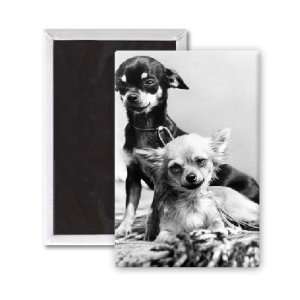 pair of chihuahuas   3x2 inch Fridge Magnet   large magnetic button 