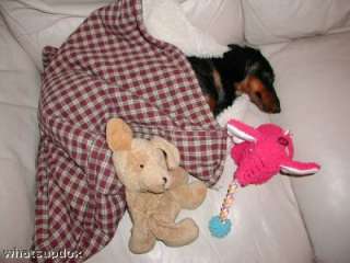 Your Doxies in Our Snuggle Bags items in Whats Up Dox Dachshund 