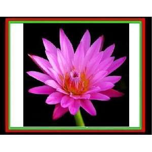    PINK DAY WATER LILY SEEDS POND PLANT 5 seeds Patio, Lawn & Garden