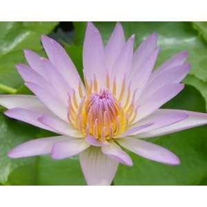    Light Pink Water Lily 5 Seeds Pond Plant Patio, Lawn & Garden
